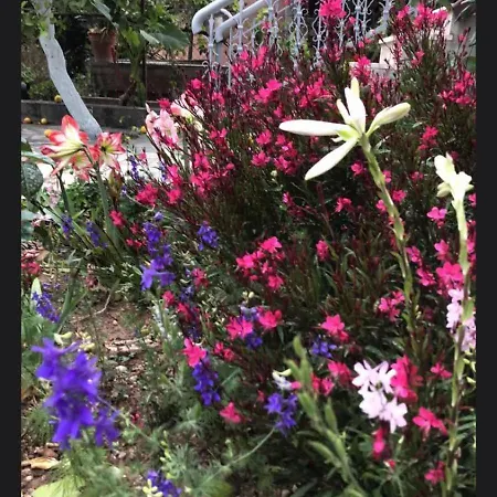 Apartment Aigeira Seafront 1st Floor *